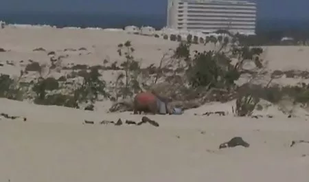 قواعد الكلية - تحقق هذه الفتيات من الرجال لمعرفة ما ساكس امهات إذا كانوا حقيقيين
